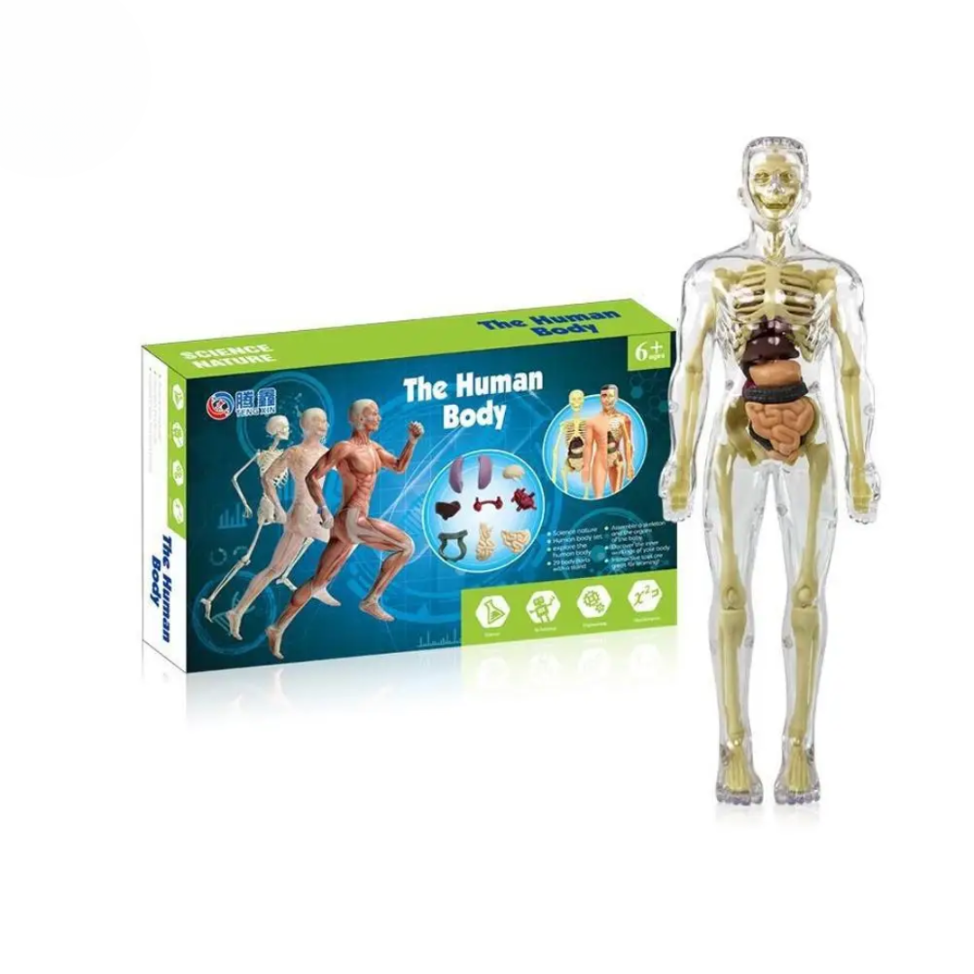 Human Anatomy – Nauka i odkrywanie – zestaw do budowy modelu ludzkiego ciała