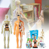 Human Anatomy – Nauka i odkrywanie – zestaw do budowy modelu ludzkiego ciała