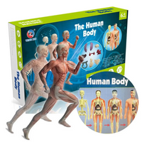Thumbnail for Human Anatomy – Nauka i odkrywanie – zestaw do budowy modelu ludzkiego ciała