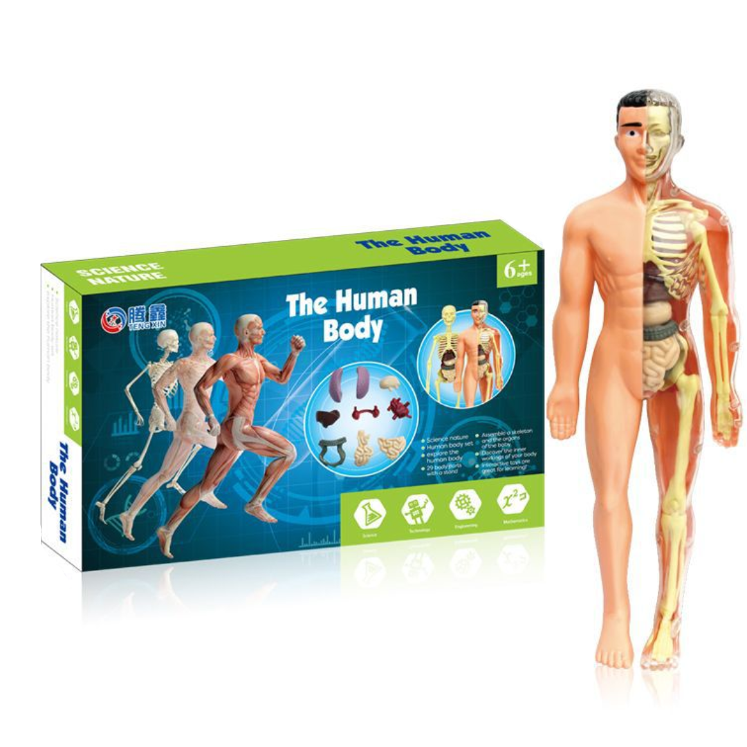 Human Anatomy – Nauka i odkrywanie – zestaw do budowy modelu ludzkiego ciała