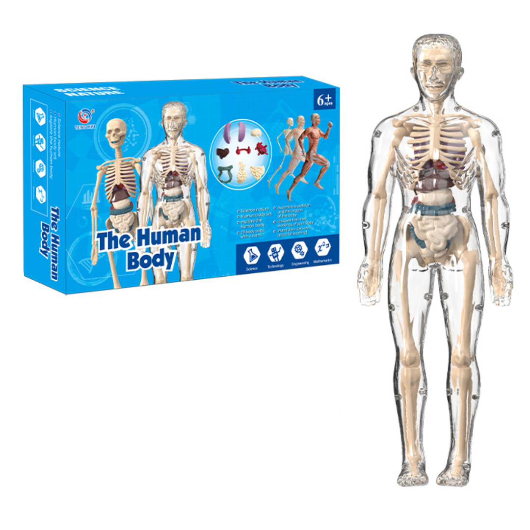 Human Anatomy – Nauka i odkrywanie – zestaw do budowy modelu ludzkiego ciała