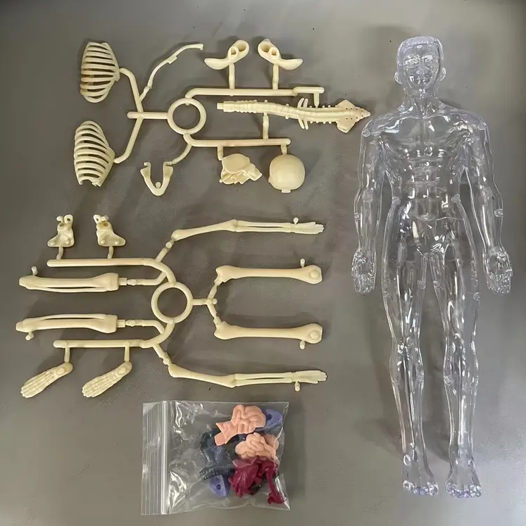 Human Anatomy – Nauka i odkrywanie – zestaw do budowy modelu ludzkiego ciała