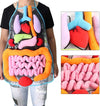 Anatomy Apron™ - Fartuch anatomiczny - Interaktywne poznawanie ciała